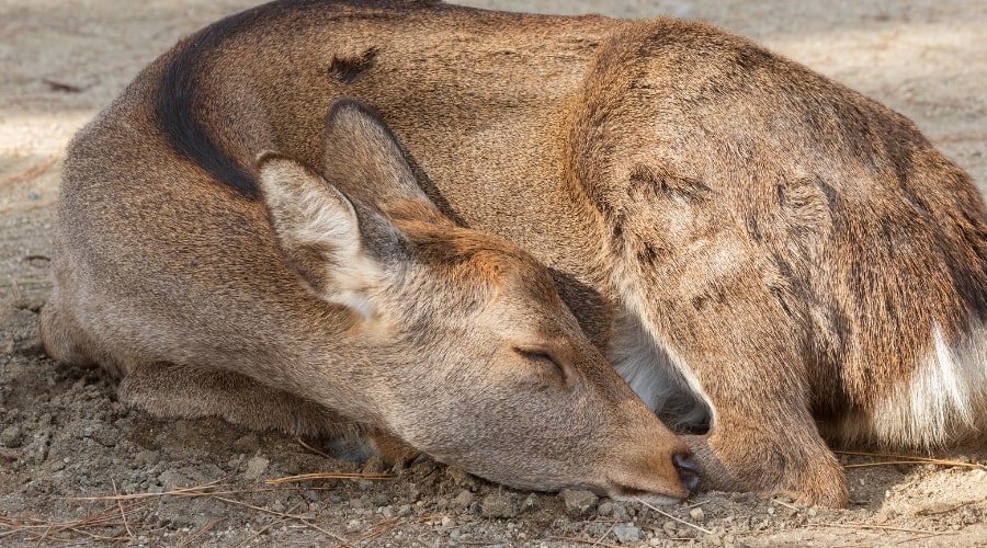 How long do deer sleep- A comprehensive guide