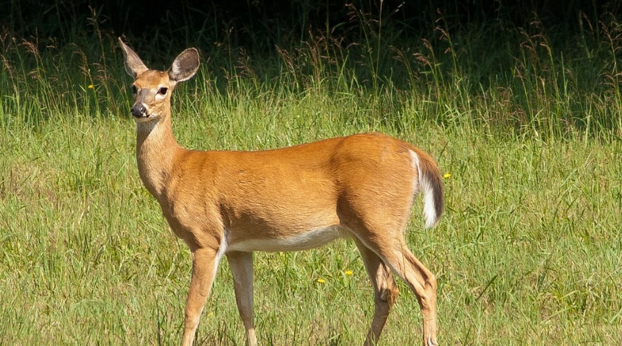 How Long Does a Deer Live in Captivity? - animallifehub.com