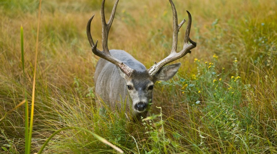 How to Cook a Deer Backstrap: A Comprehensive Guide