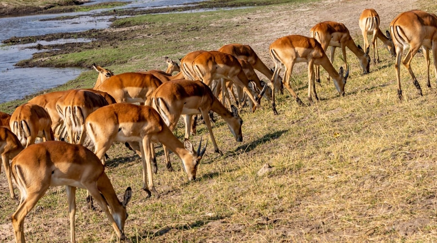 What grass do deer like best? - animallifehub.com