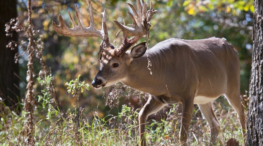 When Do Deer Rub Velvet Off Antlers