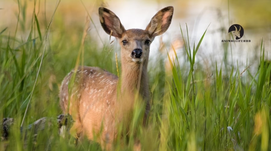 do-female-mule-deer-have-antlers-animallifehub