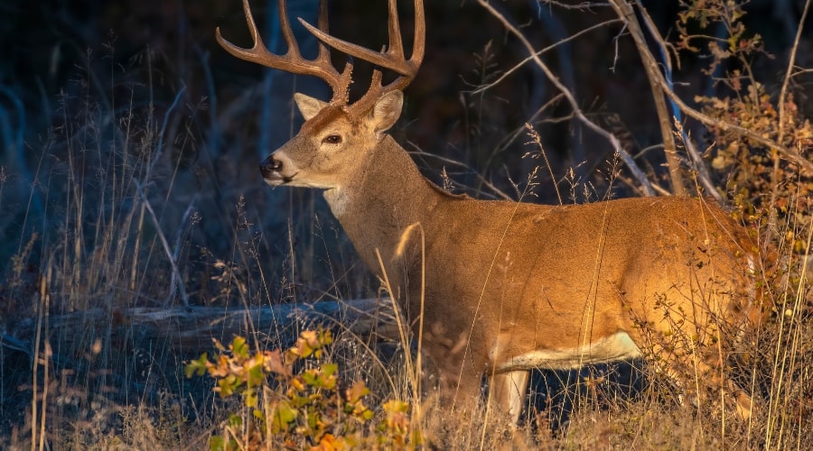 What are 3 adaptations of a white-tailed deer? - animallifehub.com