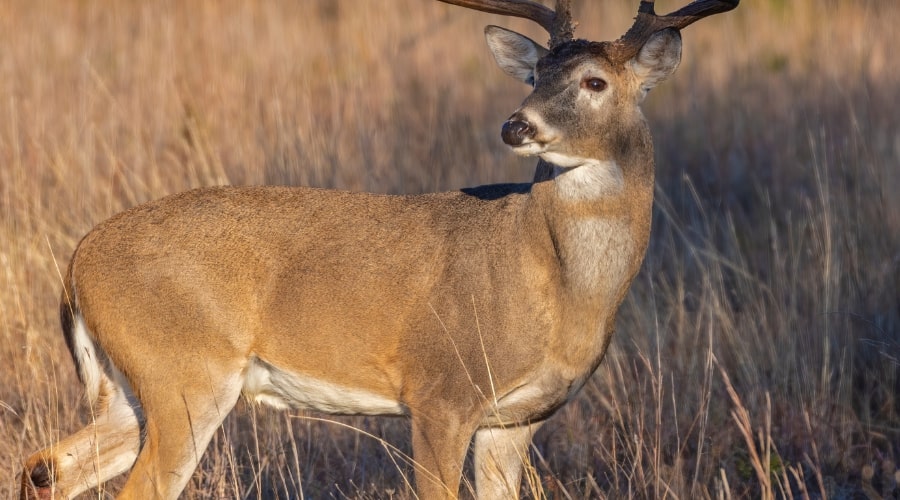 What Helps a Deer Survive? - animallifehub.com