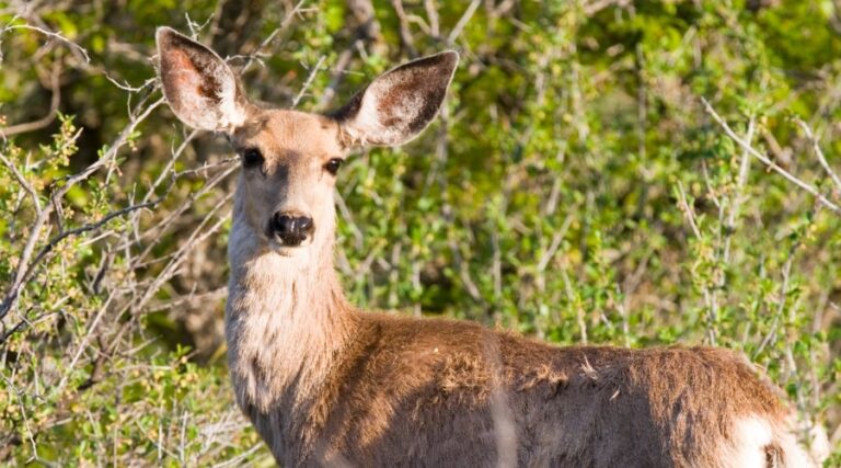 170 Class Whitetail Deer - animallifehub.com