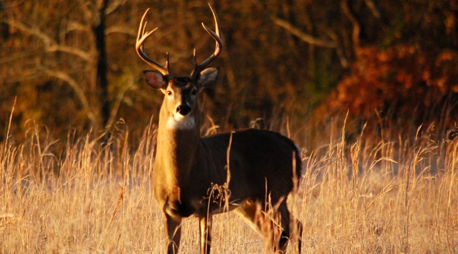 What is the Most Common Cause of Death for Deer?