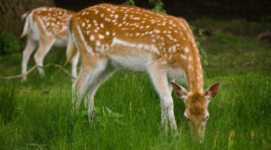 Are Deer Faster Than Humans? - animallifehub.com