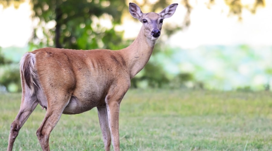 How Long Does Deer Stay Pregnant Animallifehub Com   How Long Do Deer Stay Pregnant 