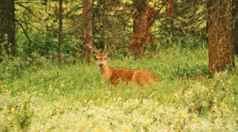 Unlocking the Secrets: How to Find Deer Bedding Areas on a Map 