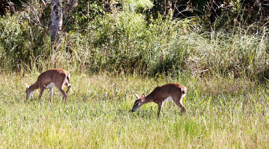 Are There Deer in Hawaii? Unveiling the Truth - animallifehub.com