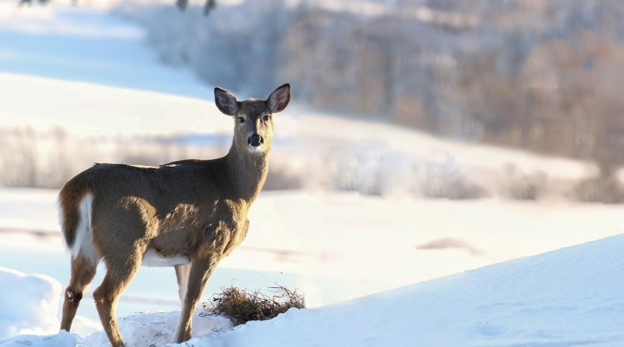 How to Cook a Deer Backstrap: A Comprehensive Guide