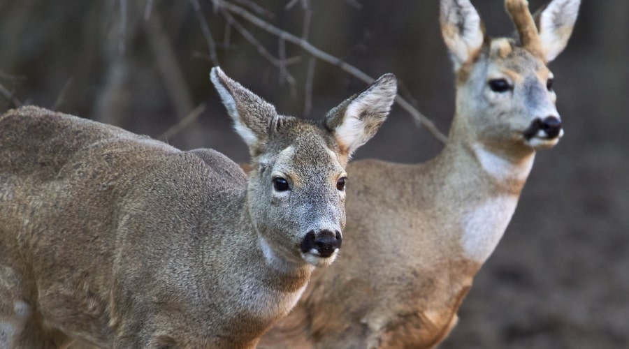 How Do Deer Adapt to Their Environment - animallifehub.com