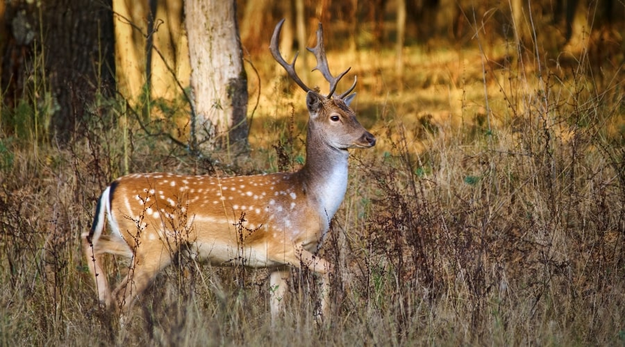 How to Cape a Deer: A Step-by-Step Guide for Hunters - animallifehub.com