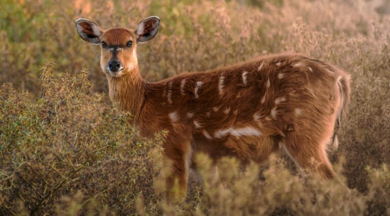 How to Cape a Deer: A Step-by-Step Guide for Hunters - animallifehub.com