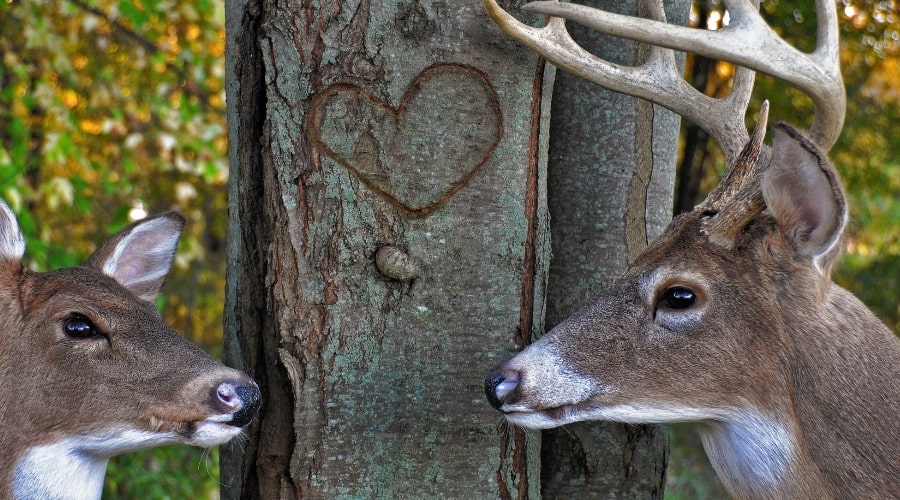 How to Cook Deer Heart? - animallifehub.com